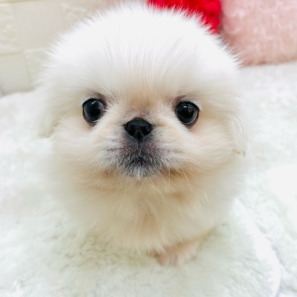 愛知県のペキニーズ (犬の家＆猫の里アミーゴ神の倉店/2026年1月14日生まれ/男の子/ホワイト)の子犬の2枚目の画像