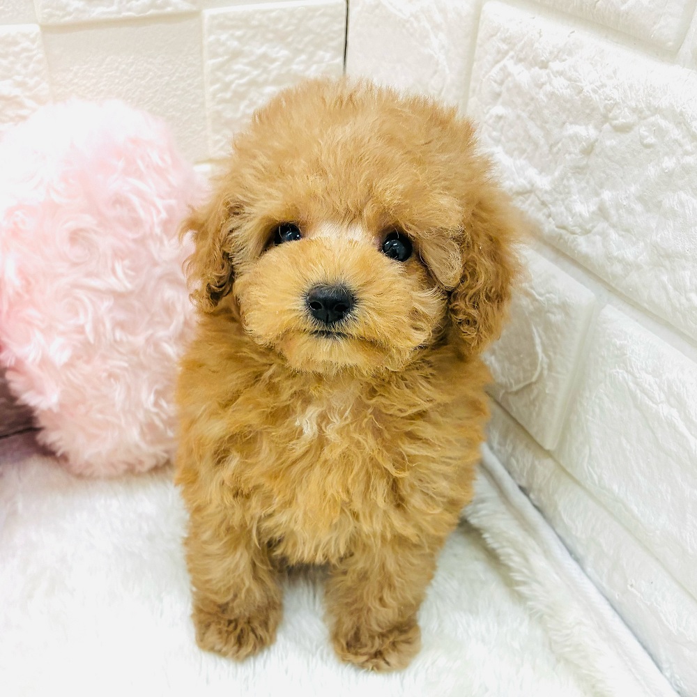 愛知県のトイプードル(タイニー) (犬の家＆猫の里アミーゴ神の倉店/2026年1月7日生まれ/女の子/オレンジフォーン)の子犬の2枚目の画像