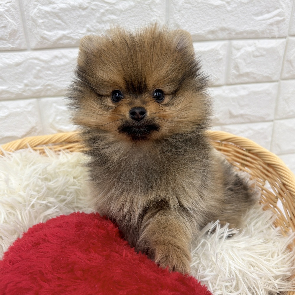 ポメラニアン男の子の写真