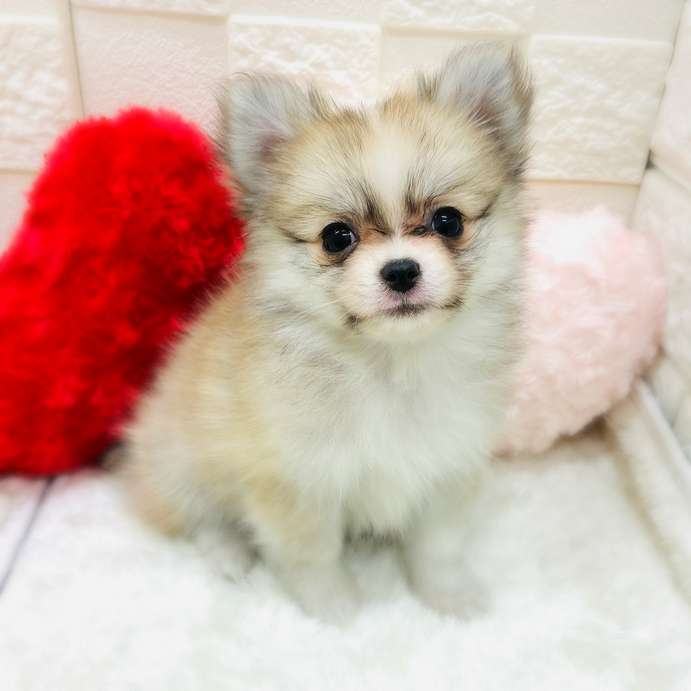 ハーフ犬女の子の写真