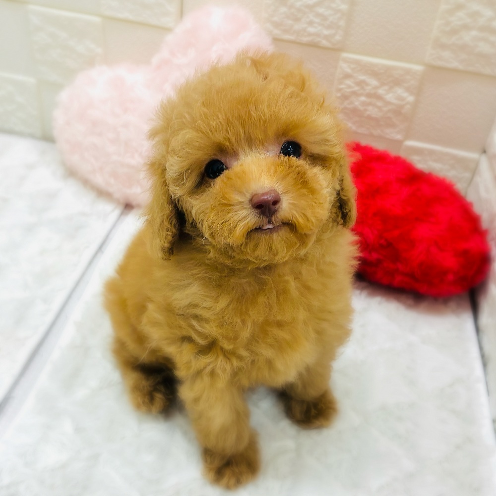 愛知県のトイプードル(トイ) (犬の家＆猫の里アミーゴ神の倉店/2026年2月1日生まれ/男の子/オレンジフォーン)の子犬の1枚目の画像