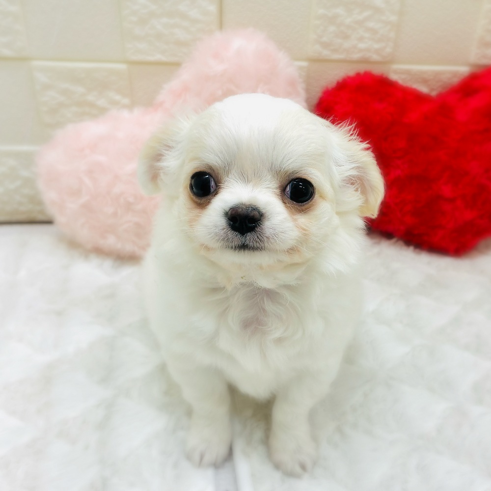 愛知県のチワワ(ロング) (犬の家＆猫の里アミーゴ神の倉店/2026年2月4日生まれ/女の子/クリームホワイト)の子犬の2枚目の画像