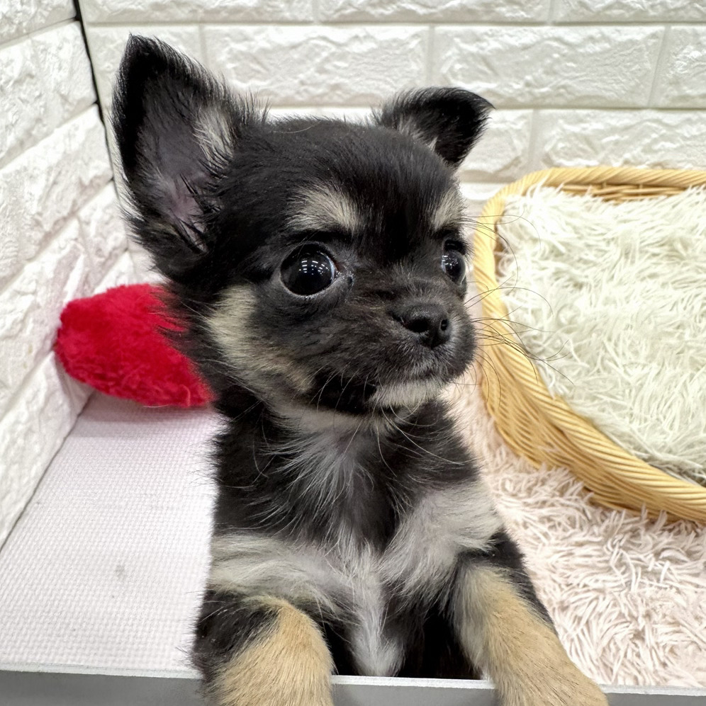 愛知県のチワワ(ロング) (犬の家＆猫の里MEGAドン・キホーテ東海名和店/2026年2月4日生まれ/女の子/ブラックタンホワイト)の子犬の2枚目の画像