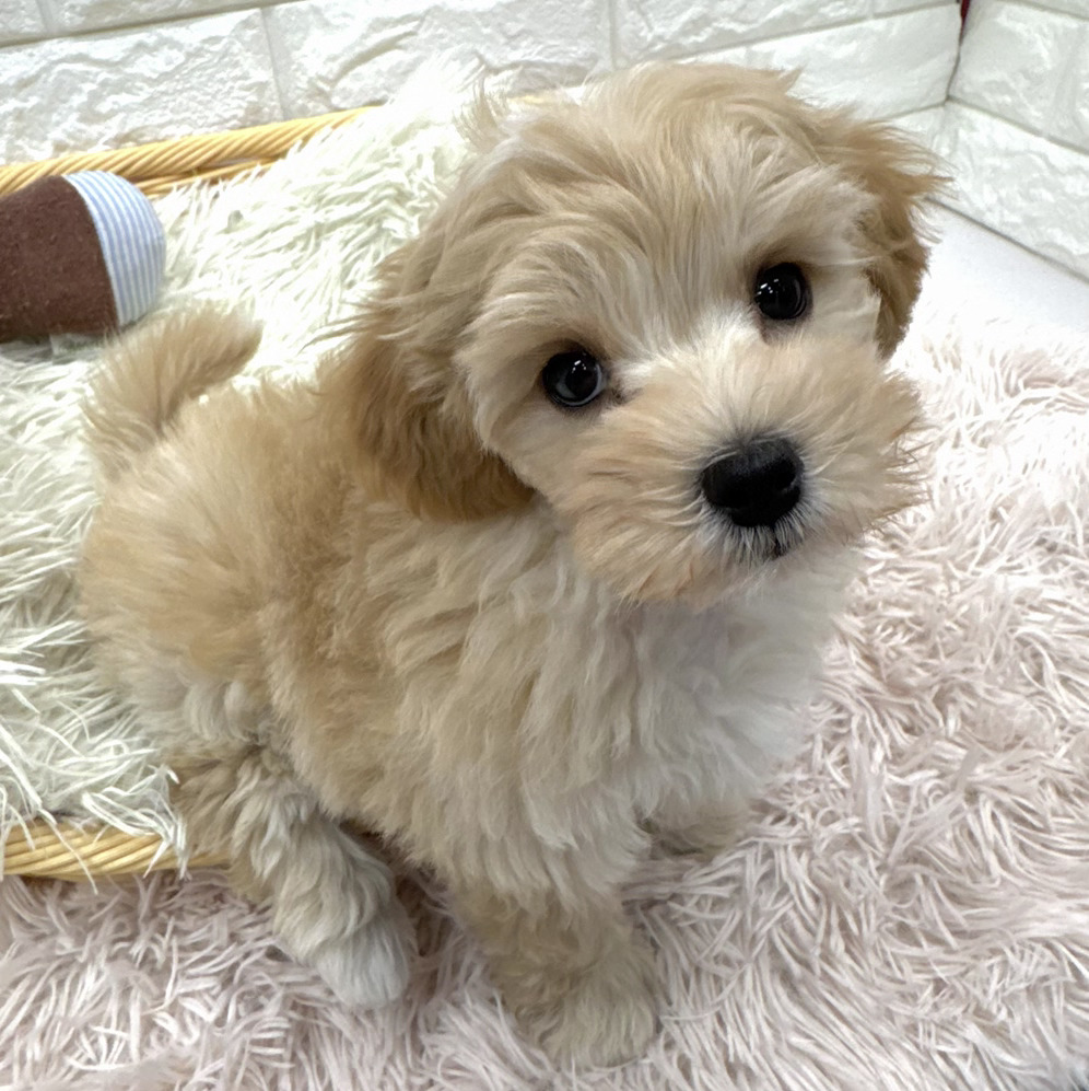 愛知県のマルプー(マルチーズ×プードル) (犬の家＆猫の里MEGAドン・キホーテ東海名和店/2026年2月7日生まれ/女の子/アプリコットホワイト)の子犬の2枚目の画像