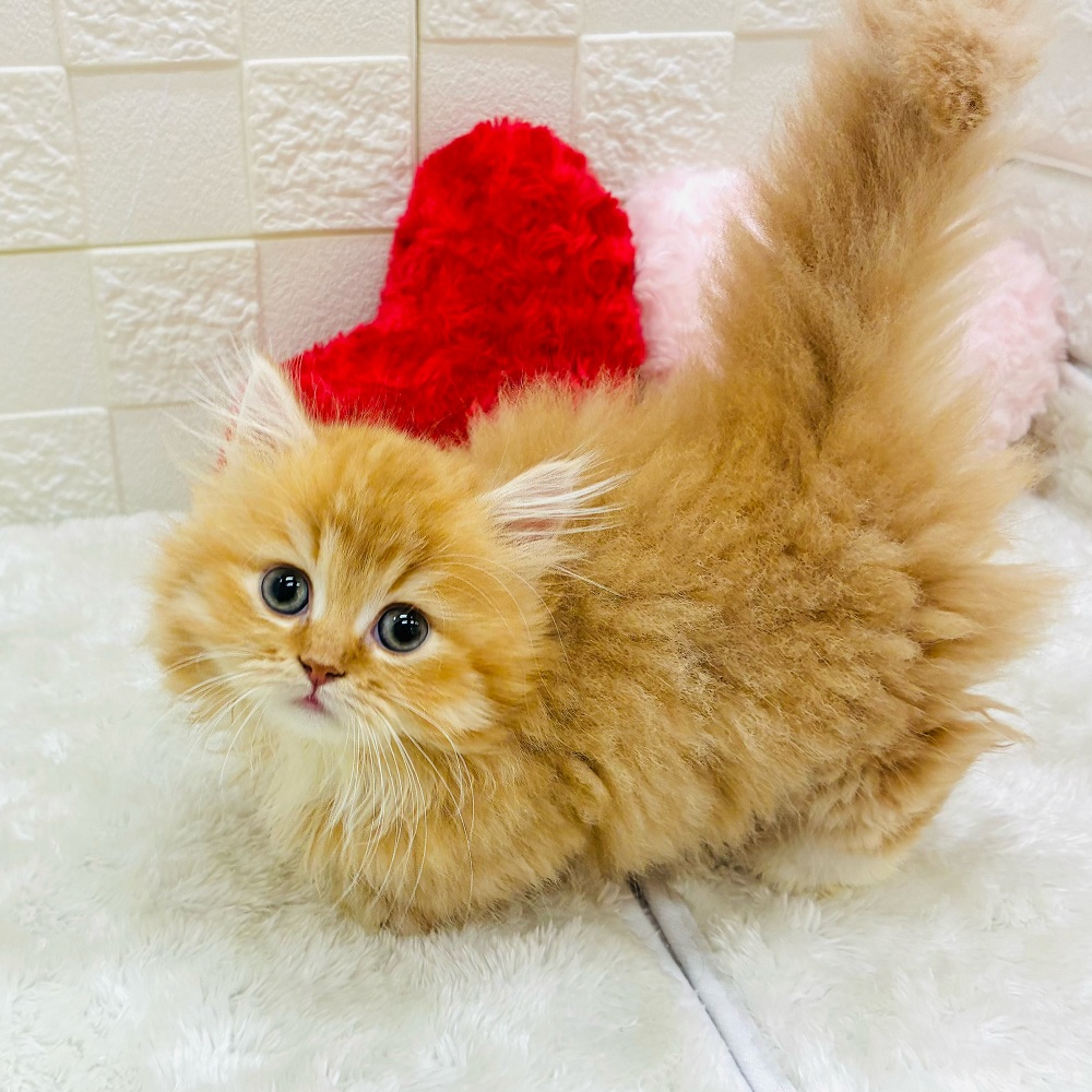 愛知県のミヌエット (犬の家＆猫の里アミーゴ神の倉店/2026年2月8日生まれ/男の子/レッドタビーホワイト)の子猫の2枚目の画像