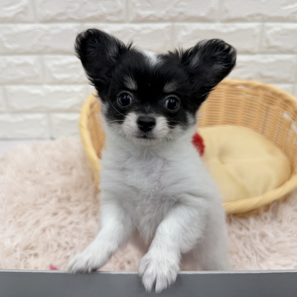 愛知県のチワワ(ロング) (犬の家＆猫の里MEGAドン・キホーテ東海名和店/2026年2月22日生まれ/女の子/ホワイトブラックタン)の子犬の2枚目の画像