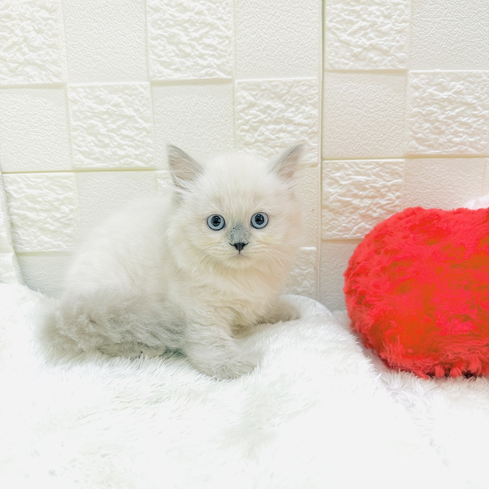 愛知県のスコティッシュストレート (犬の家＆猫の里アミーゴ神の倉店/2026年2月28日生まれ/男の子/ブルーポイント)の子猫の2枚目の画像