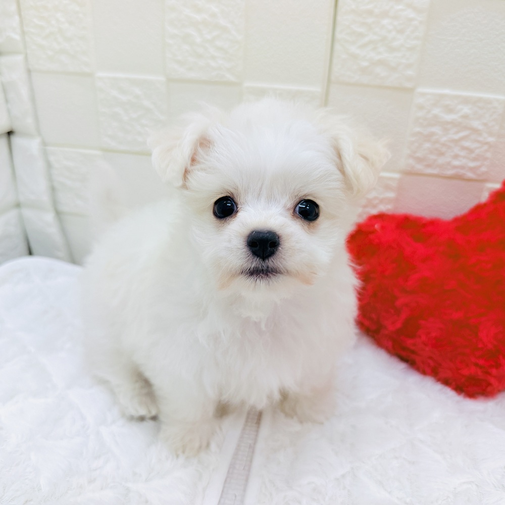 ハーフ犬男の子の写真