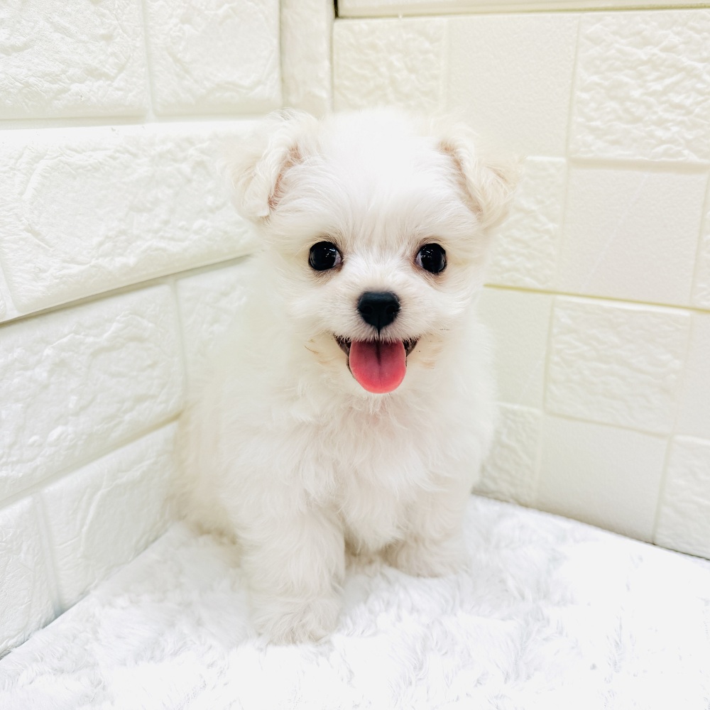 愛知県のチワマル/マルチワ(チワワ×マルチーズ) (犬の家＆猫の里アミーゴ神の倉店/2026年2月27日生まれ/男の子/クリームホワイト)の子犬の2枚目の画像