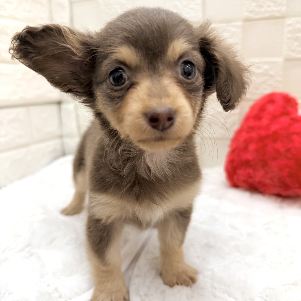 ハーフ犬女の子の写真