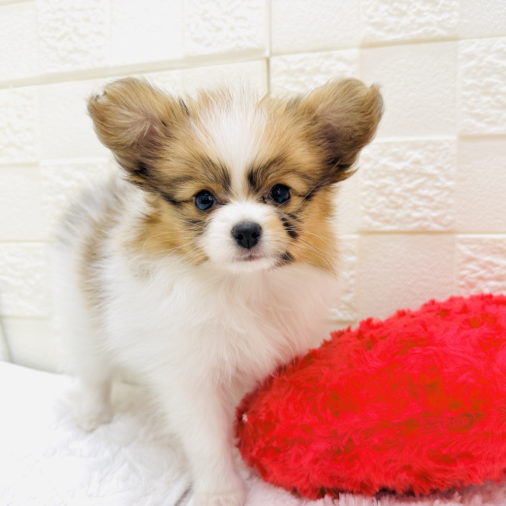 愛知県のパピヨン (犬の家＆猫の里アミーゴ神の倉店/2026年2月23日生まれ/女の子/ホワイトブラウン)の子犬の2枚目の画像
