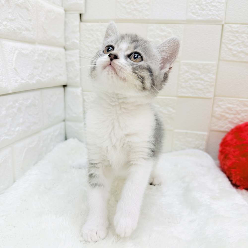 愛知県のマンチカン (犬の家＆猫の里アミーゴ神の倉店/2026年2月22日生まれ/女の子/ブルータビーホワイト)の子猫の2枚目の画像