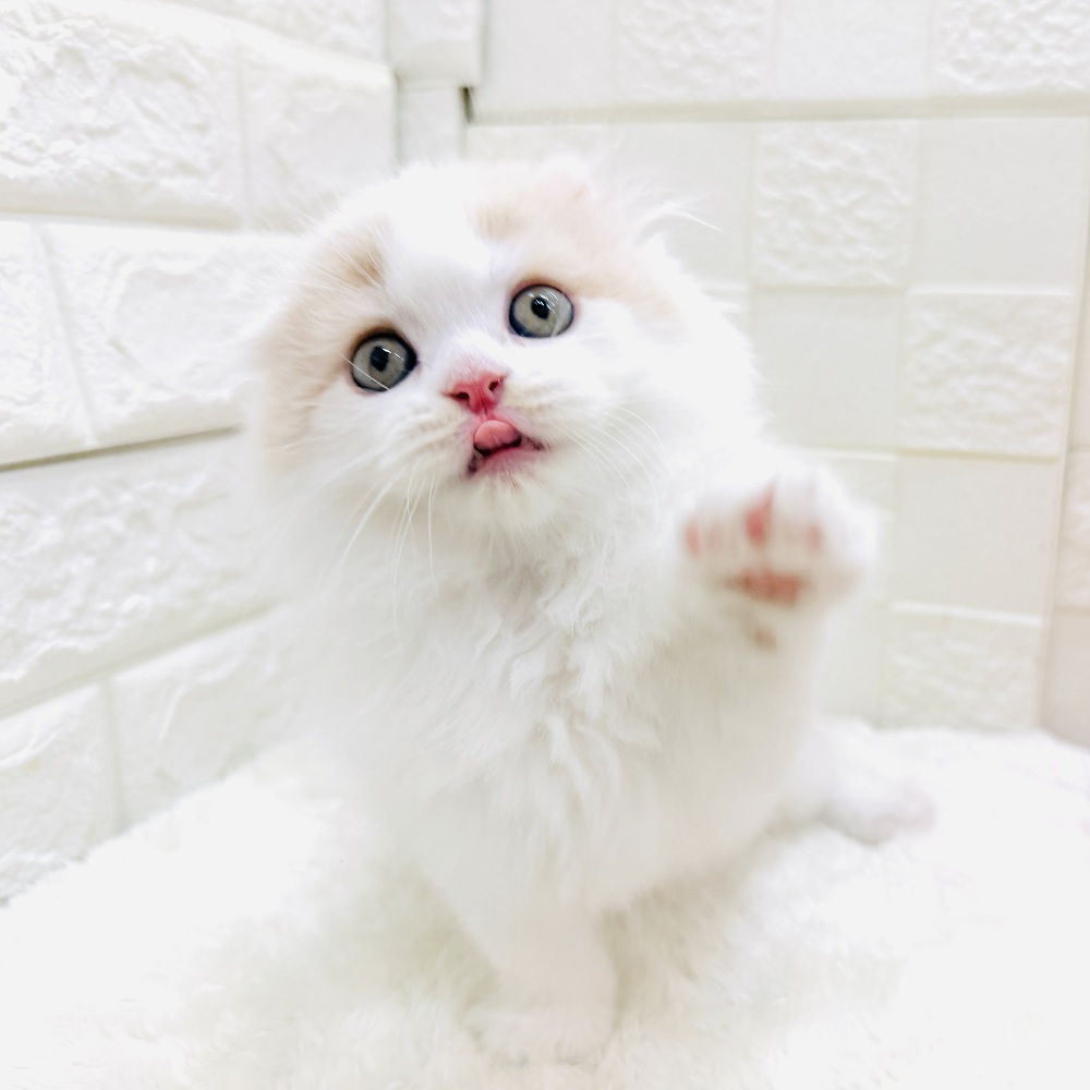 愛知県のスコティッシュフォールド (犬の家＆猫の里アミーゴ神の倉店/2026年3月4日生まれ/男の子/クリームタビーホワイト)の子猫の2枚目の画像