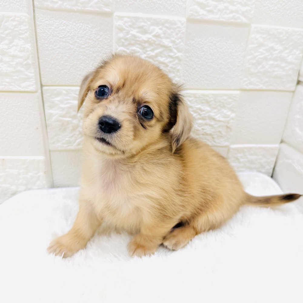 愛知県のチワックス(チワワ×ダックス) (犬の家＆猫の里アミーゴ神の倉店/2026年3月8日生まれ/男の子/レッドマール)の子犬の2枚目の画像