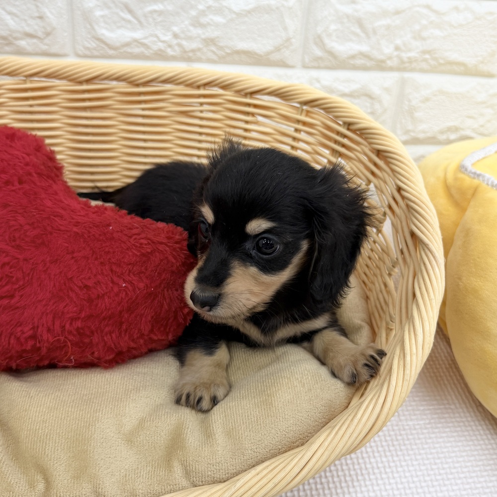 愛知県のカニンヘンダックスフンド(ロング) (犬の家＆猫の里MEGAドン・キホーテ東海名和店/2026年4月18日生まれ/男の子/ブラックタン)の子犬の2枚目の画像