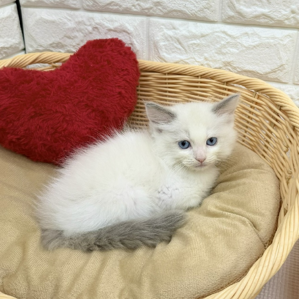 愛知県のラグドール (犬の家＆猫の里MEGAドン・キホーテ東海名和店/2026年4月17日生まれ/男の子/ブルーポイントバイカラー)の子猫の2枚目の画像