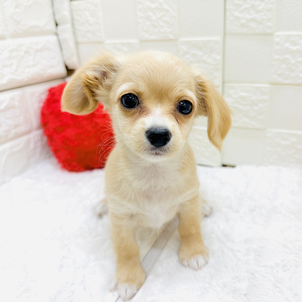 愛知県のチワックス(チワワ×ダックス) (犬の家＆猫の里アミーゴ神の倉店/2026年5月1日生まれ/男の子/クリームホワイト)の子犬の2枚目の画像