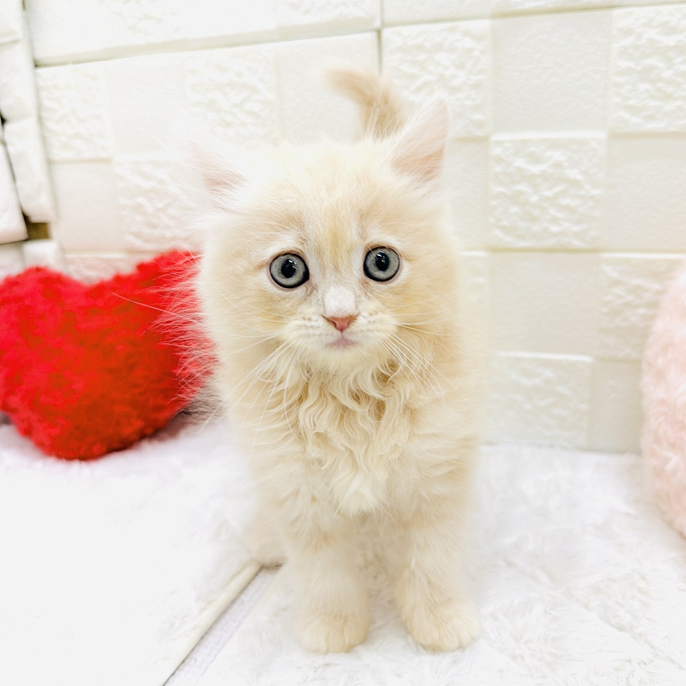 愛知県のサイベリアン (犬の家＆猫の里アミーゴ神の倉店/2026年5月3日生まれ/女の子/クリームタビー)の子猫の2枚目の画像