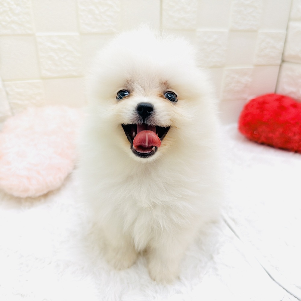 愛知県のポメラニアン (犬の家＆猫の里アミーゴ神の倉店/2026年5月5日生まれ/男の子/ホワイト)の子犬の2枚目の画像