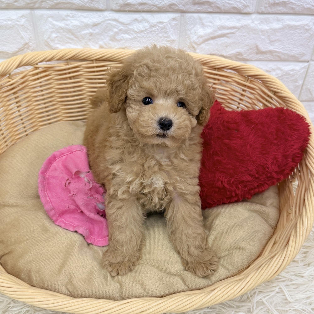 愛知県のトイプードル(トイ) (犬の家＆猫の里MEGAドン・キホーテ東海名和店/2026年5月18日生まれ/女の子/オレンジフォーン)の子犬の2枚目の画像