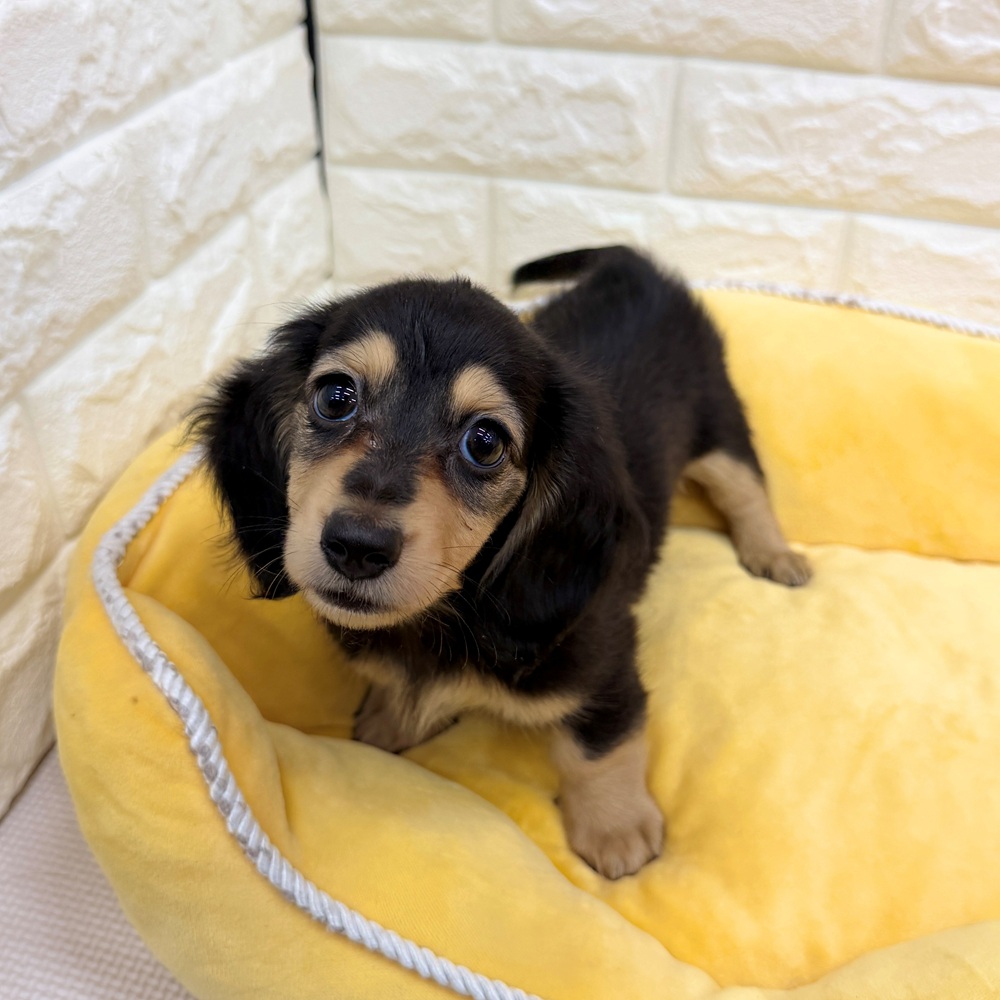 愛知県のミニチュアダックスフンド(ロング) (犬の家＆猫の里MEGAドン・キホーテ東海名和店/2026年5月26日生まれ/男の子/ブラッククリーム)の子犬の2枚目の画像