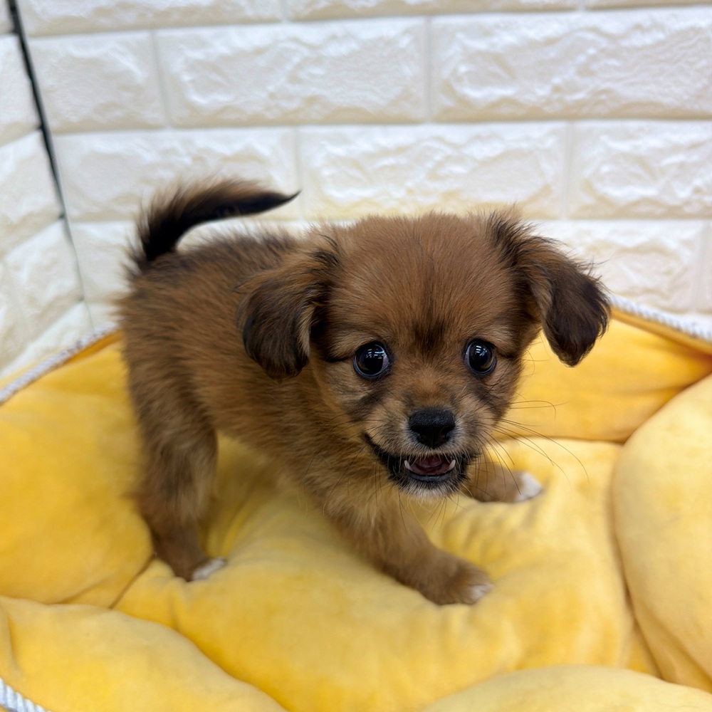 愛知県のハーフ犬・ミックス犬 (犬の家＆猫の里MEGAドン・キホーテ東海名和店/2026年5月30日生まれ/女の子/フォーンホワイト)の子犬の2枚目の画像