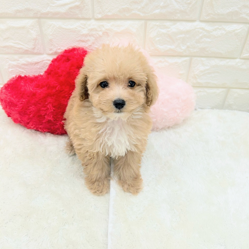 愛知県のマルプー(マルチーズ×プードル) (犬の家＆猫の里アミーゴ神の倉店/2026年7月3日生まれ/女の子/アプリコットホワイト)の子犬の2枚目の画像