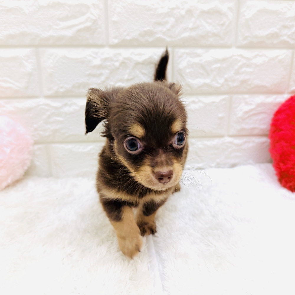 愛知県のチワックス(チワワ×ダックス) (犬の家＆猫の里アミーゴ神の倉店/2026年7月5日生まれ/男の子/チョコレートタン)の子犬の2枚目の画像