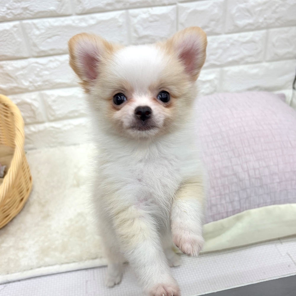 愛知県のポメチワ/チワポメ/ポメチー(ポメラニアン×チワワ) (犬の家＆猫の里MEGAドン・キホーテ東海名和店/2026年7月16日生まれ/男の子/クリームホワイト)の子犬の2枚目の画像