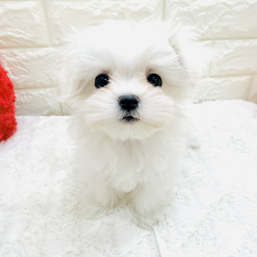 愛知県のマルチーズ (犬の家＆猫の里アミーゴ神の倉店/2026年7月19日生まれ/女の子/ホワイト)の子犬の2枚目の画像