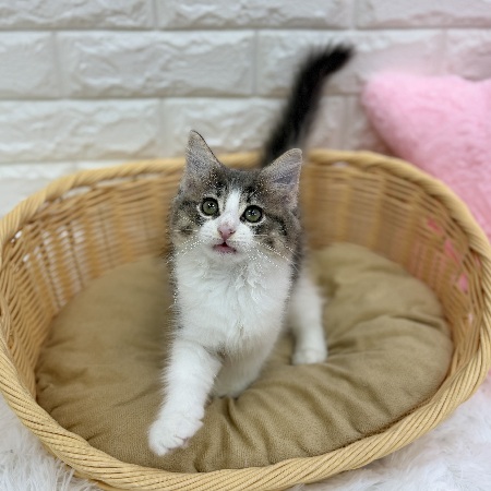 愛知県のノルウェージャンフォレストキャット (犬の家＆猫の里MEGAドン・キホーテ東海名和店/2026年8月8日生まれ/女の子/ブルータビーホワイト)の子猫の2枚目の画像