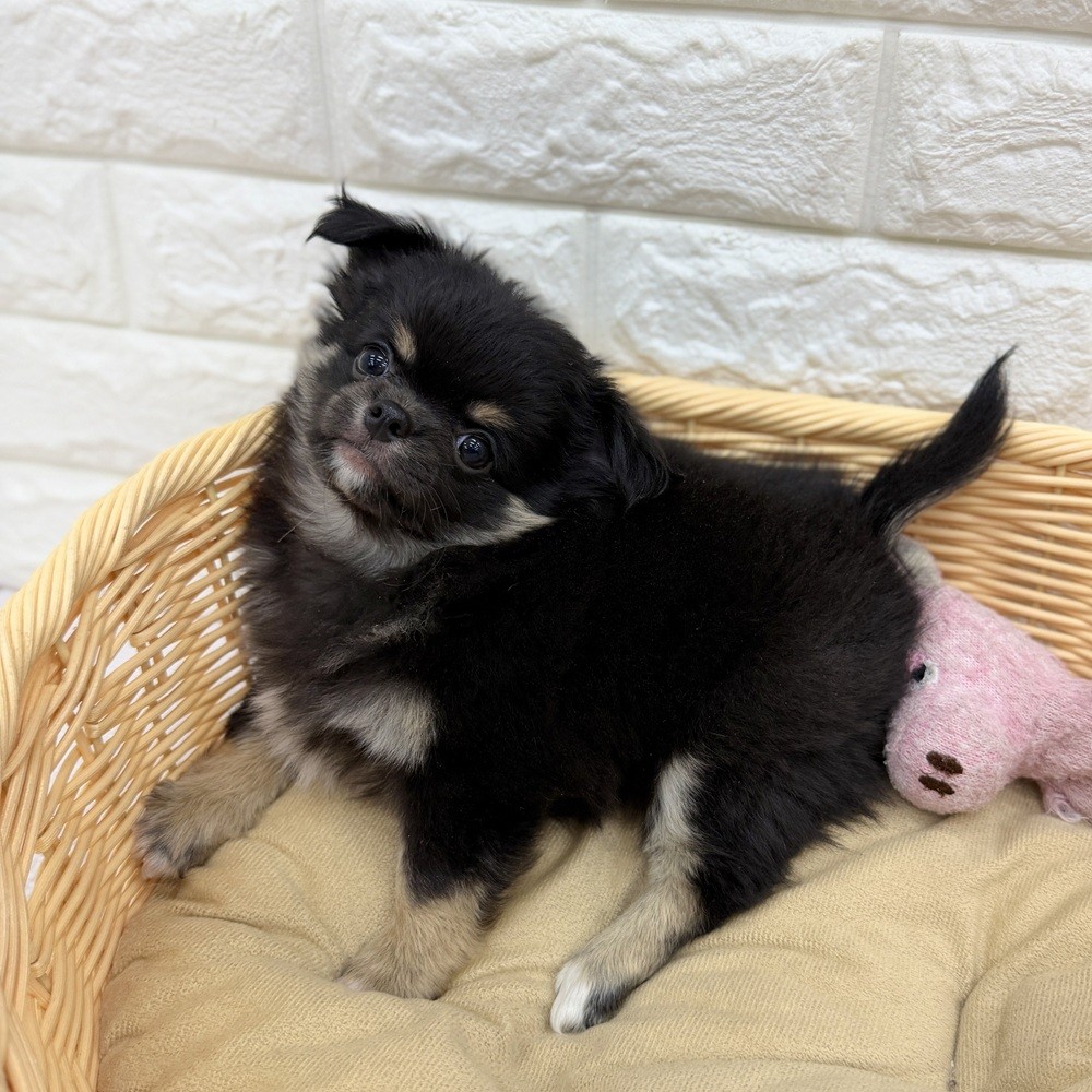 愛知県のチワワ(ロング) (犬の家＆猫の里MEGAドン・キホーテ東海名和店/2026年8月5日生まれ/男の子/ブラックタン)の子犬の2枚目の画像