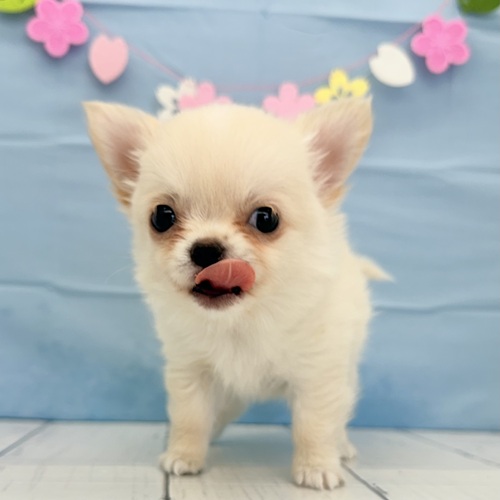 愛知県のチワワ(ロング) (犬の家＆猫の里豊川インター店/2025年2月17日生まれ/男の子/クリームホワイト)の子犬