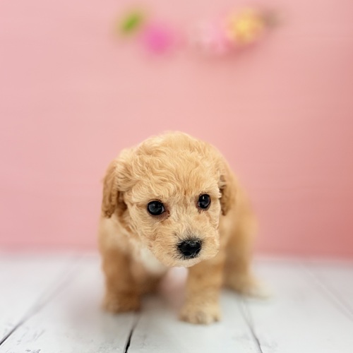 ハーフ犬の写真