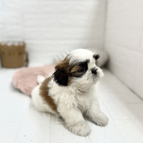 静岡県のシーズー (犬の家＆猫の里プレ葉ウォーク浜北店/2025年6月1日生まれ/女の子/ゴールドホワイト)の子犬の2枚目の画像