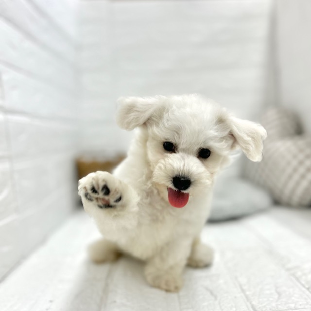 愛知県のビションフリーゼ (犬の家&猫の里豊川インター店/2025年8月10日生まれ/男の子/ホワイト)の子犬