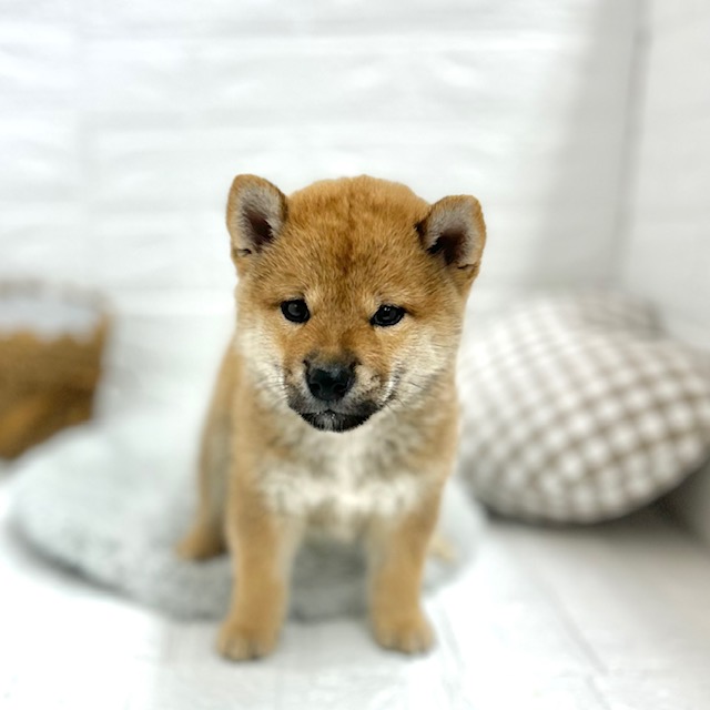 愛知県の柴犬(標準サイズ) (犬の家&猫の里豊川インター店/2025年8月10日生まれ/男の子/赤)の子犬