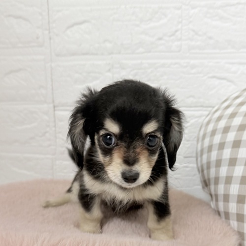 愛知県のチワックス(チワワ×ダックス) (犬の家＆猫の里豊川インター店/2025年9月28日生まれ/女の子/ブラッククリーム)の子犬の2枚目の画像