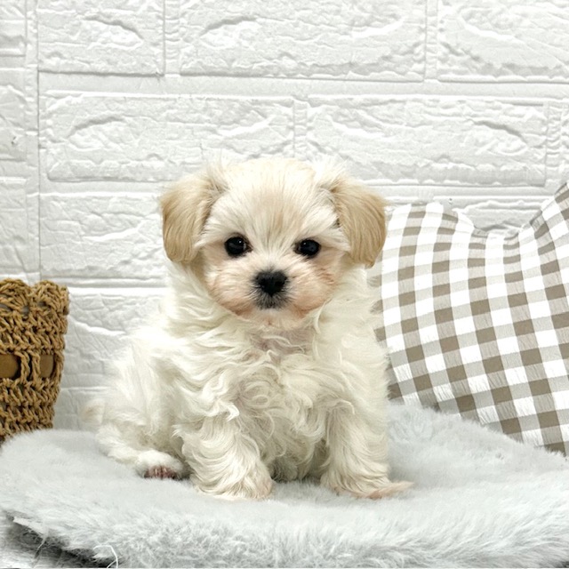愛知県のマルプー(マルチーズ×プードル) (犬の家＆猫の里豊川インター店/2025年12月6日生まれ/男の子/クリーム)の子犬の1枚目の画像