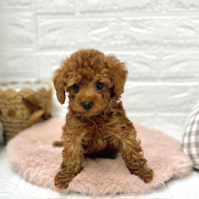 愛知県のトイプードル(トイ) (犬の家＆猫の里豊川インター店/2025年12月8日生まれ/女の子/レッド)の子犬の2枚目の画像