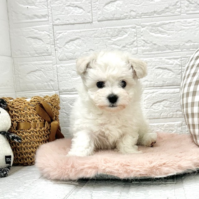 愛知県のビションフリーゼ (犬の家＆猫の里豊川インター店/2025年12月8日生まれ/女の子/ホワイト)の子犬の2枚目の画像