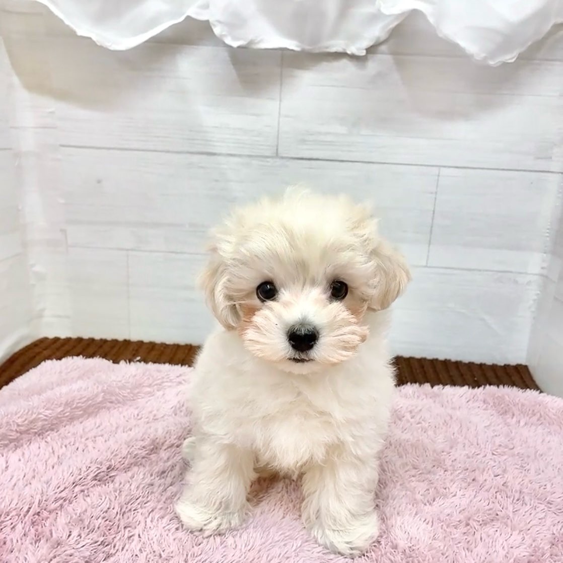 愛知県のマルプー(マルチーズ×プードル) (犬の家＆猫の里碧南店/2026年1月4日生まれ/男の子/クリーム)の子犬の2枚目の画像