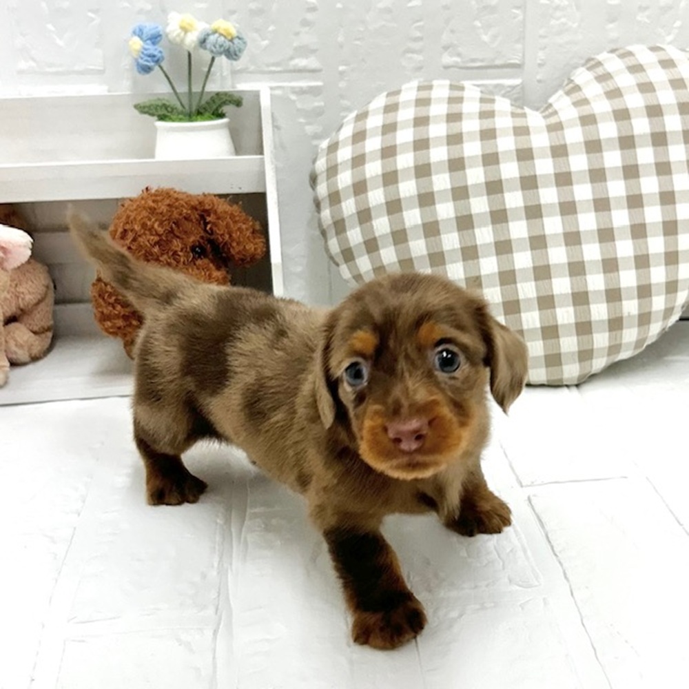 愛知県のミニチュアダックスフンド(ロング) (犬の家＆猫の里豊川インター店/2026年5月18日生まれ/男の子/チョコレートダップル)の子犬の2枚目の画像