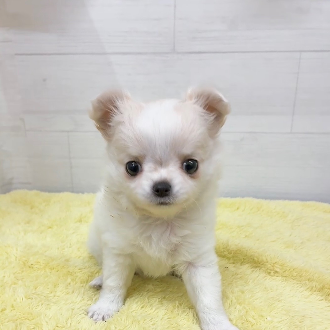 愛知県のチワワ(ロング) (犬の家＆猫の里碧南店/2025年12月30日生まれ/女の子/クリームホワイト)の子犬の1枚目の画像