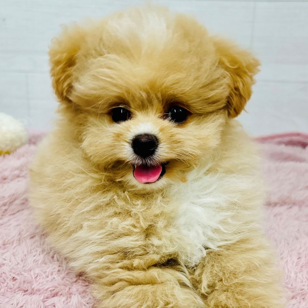 愛知県のポメプー(ポメラニアン×プードル) (犬の家＆猫の里碧南店/2026年4月2日生まれ/男の子/クリームホワイト)の子犬の2枚目の画像