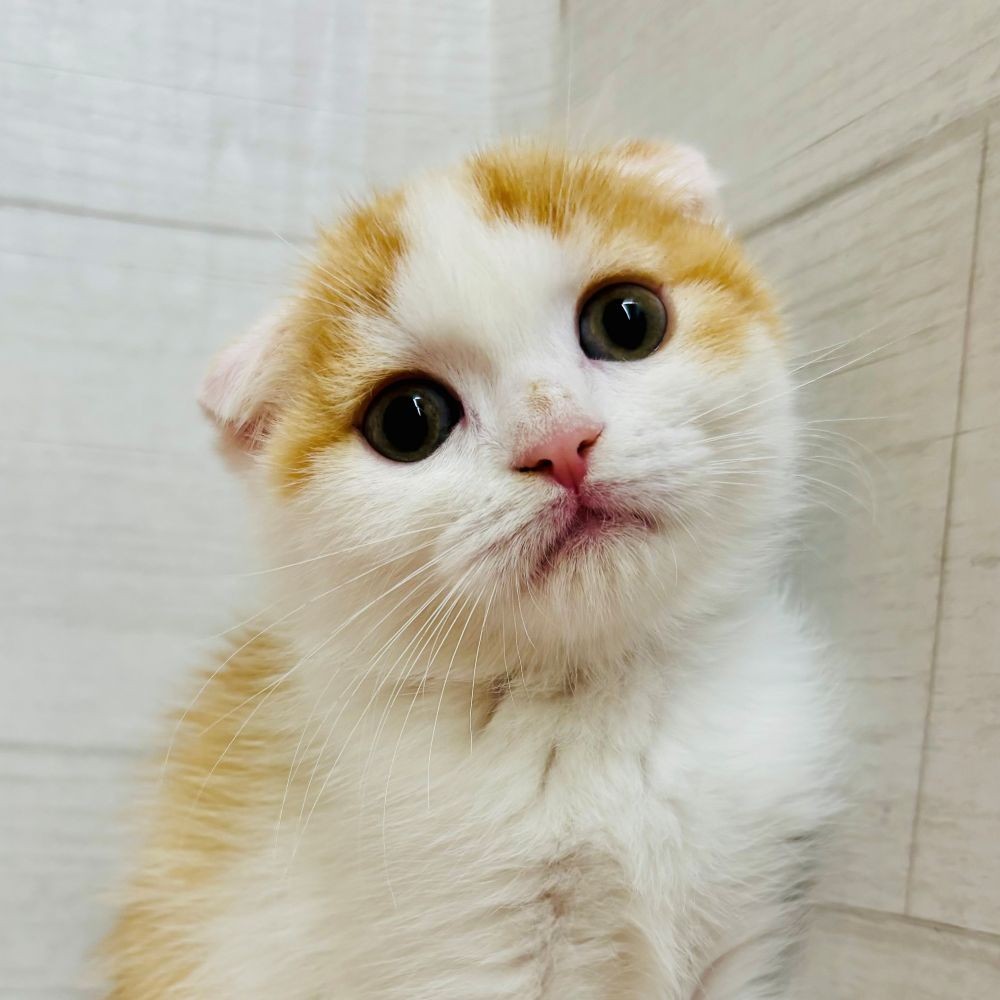 愛知県のスコティッシュフォールド (犬の家＆猫の里碧南店/2026年3月28日生まれ/男の子/レッドタビーホワイト)の子猫の2枚目の画像