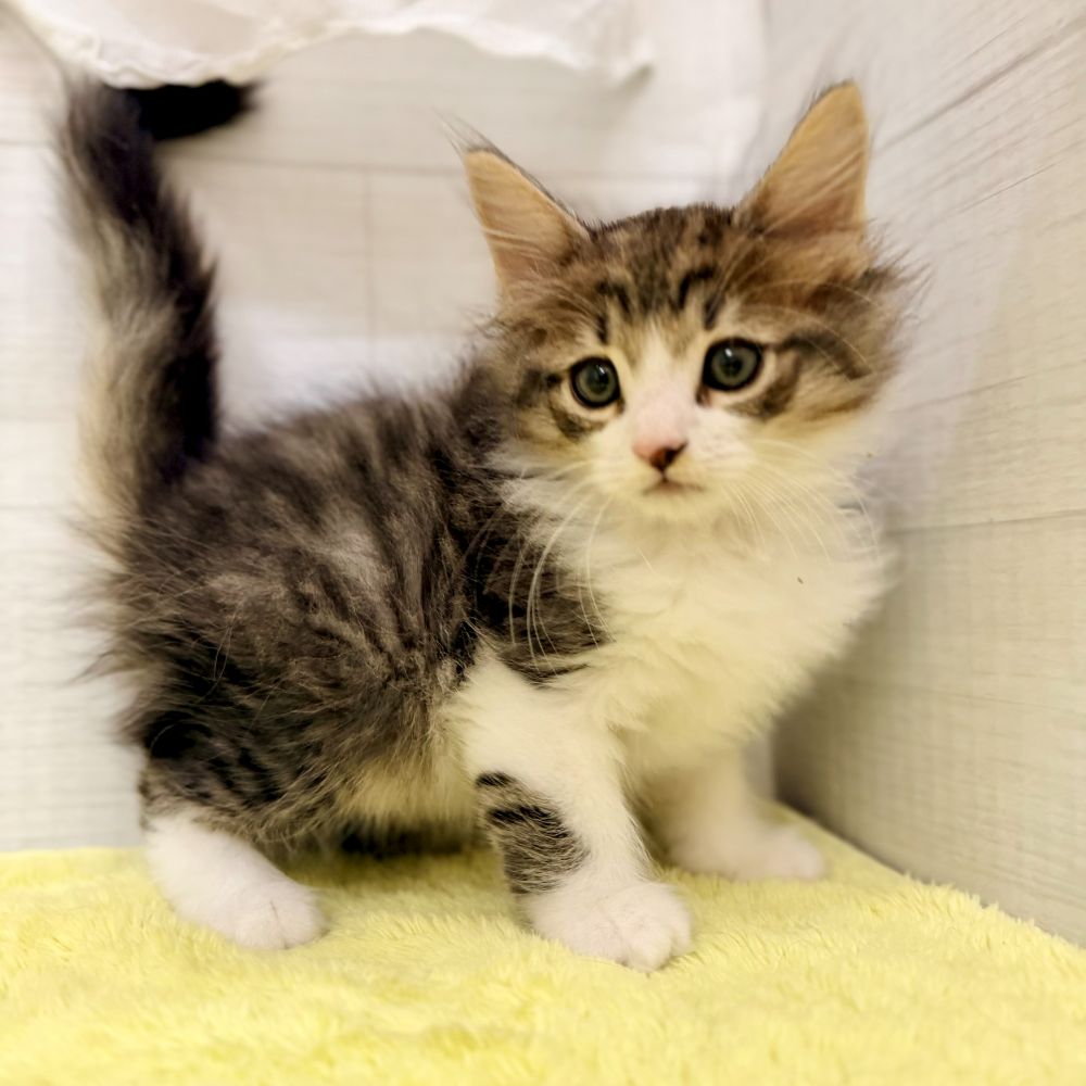 愛知県のノルウェージャンフォレストキャット (犬の家＆猫の里碧南店/2026年6月27日生まれ/男の子/ブラウンタビーホワイト)の子猫の2枚目の画像
