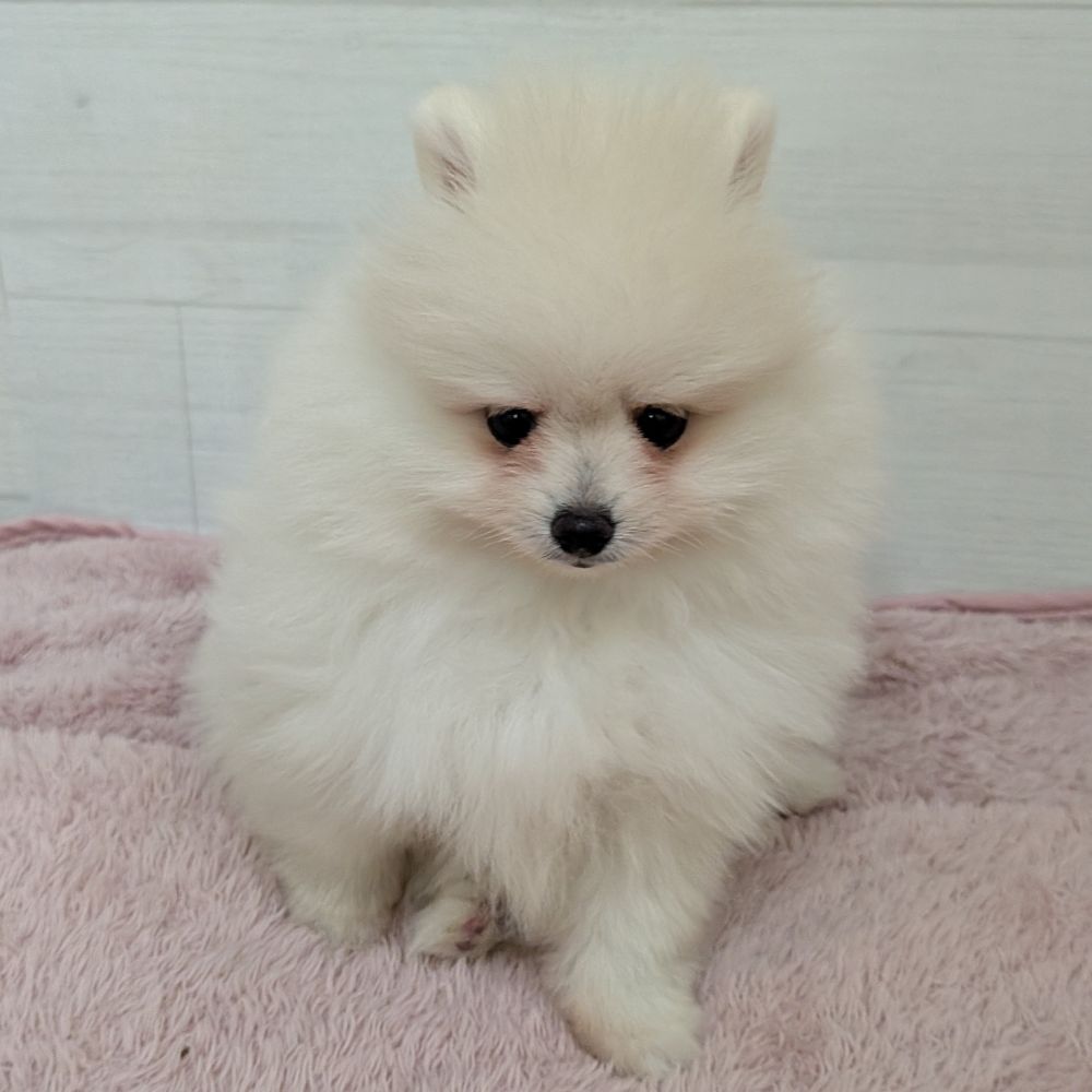 愛知県のポメラニアン (犬の家＆猫の里碧南店/2026年3月29日生まれ/女の子/クリーム)の子犬の2枚目の画像