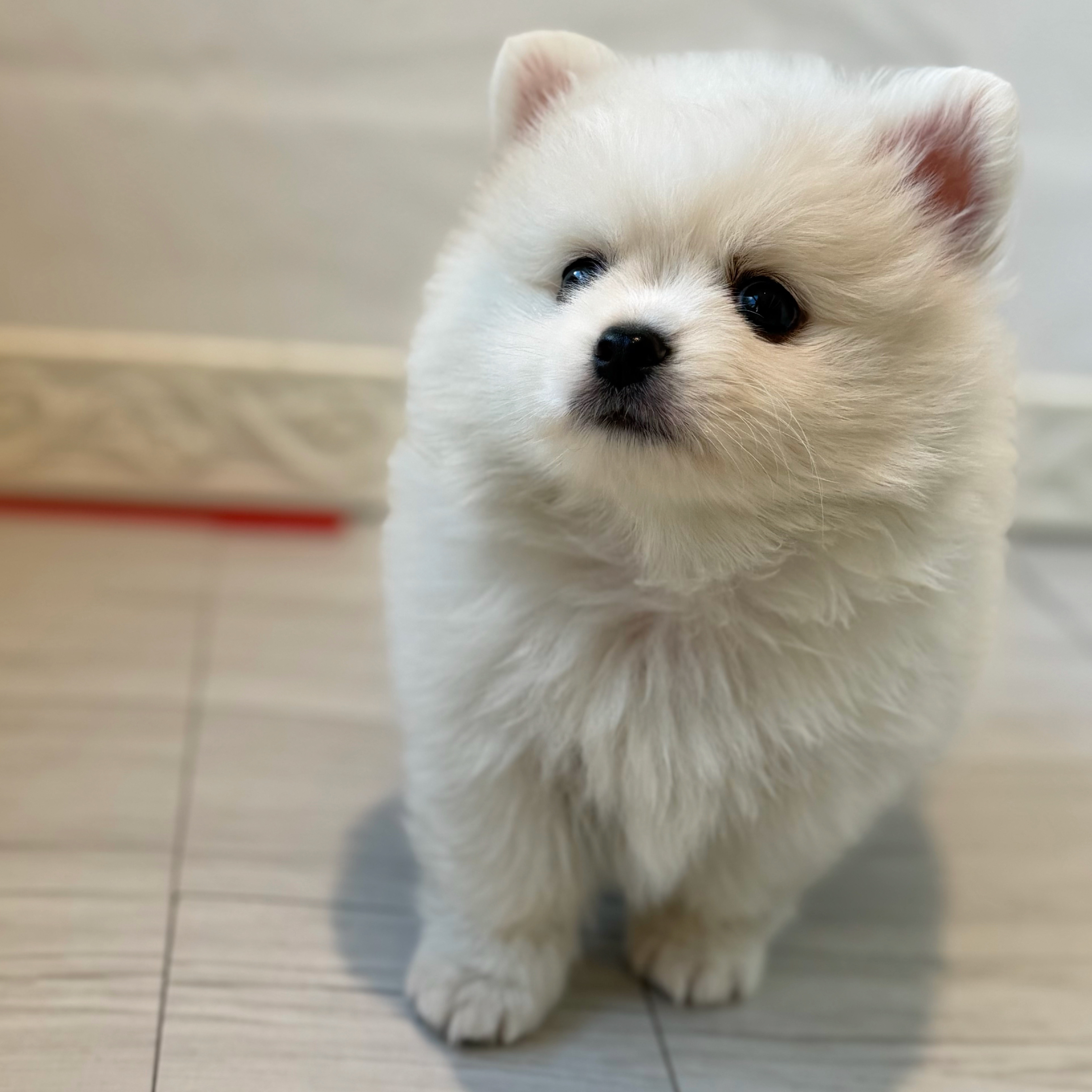 愛知県のポメチワ/チワポメ/ポメチー(ポメラニアン×チワワ) (犬の家＆猫の里春日井本店/2026年8月11日生まれ/男の子/クリームホワイト)の子犬の2枚目の画像