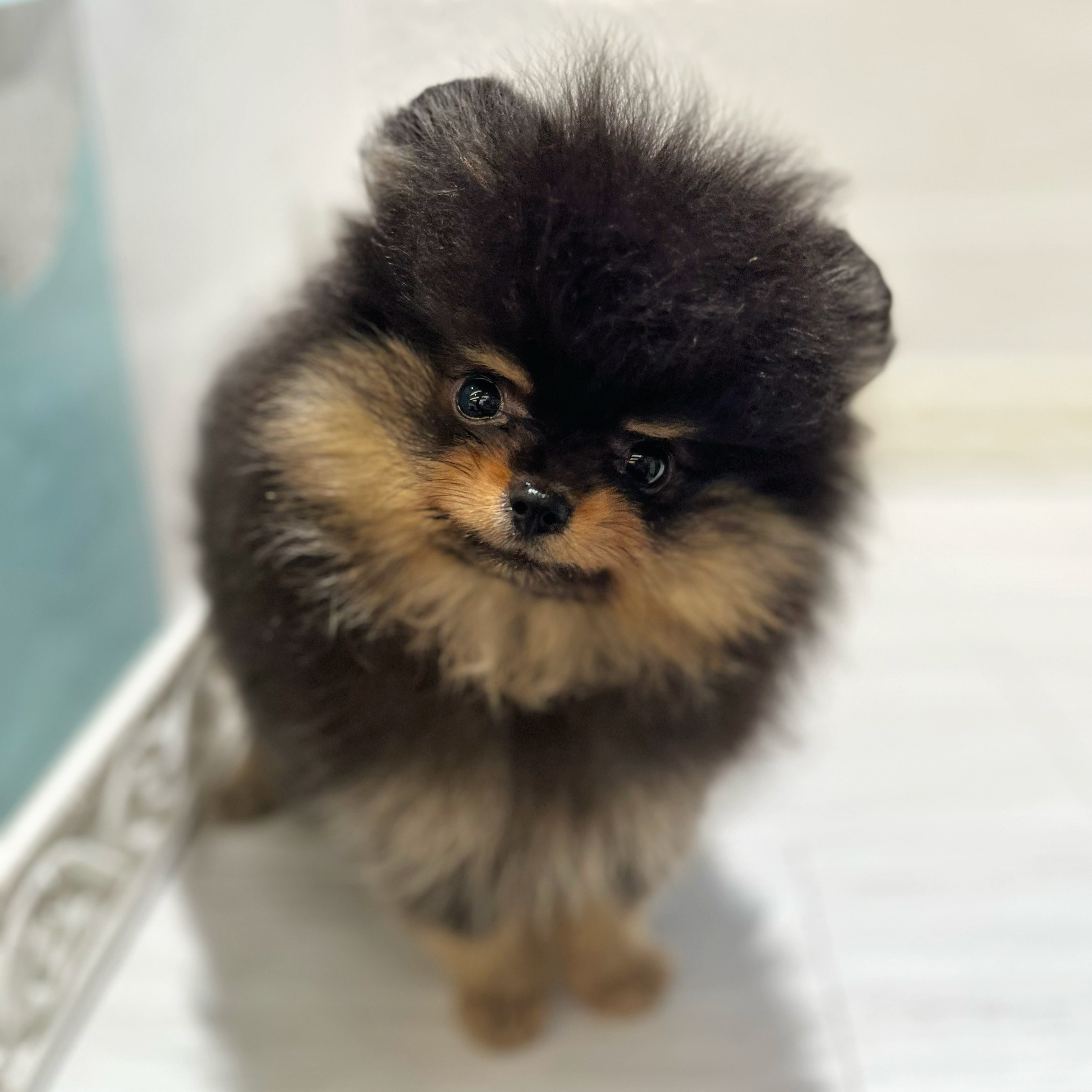 愛知県のポメラニアン (犬の家＆猫の里春日井本店/2026年7月22日生まれ/男の子/ブラックタン)の子犬の1枚目の画像